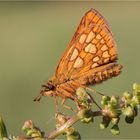 Gelbwürfeliger Dickkopffalter (Carterocephalus palaemon)