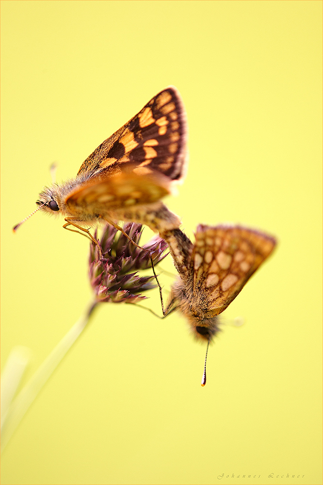 Gelbwürfeliger Dickkopffalter (Carterocephalus palaemon)