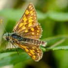 Gelbwürfeliger Dickkopffalter (Carterocephalus palaemon)