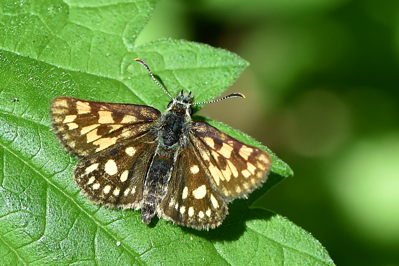 Gelbwürfeliger Dickkopffalter (Carterocephalus palaemon)