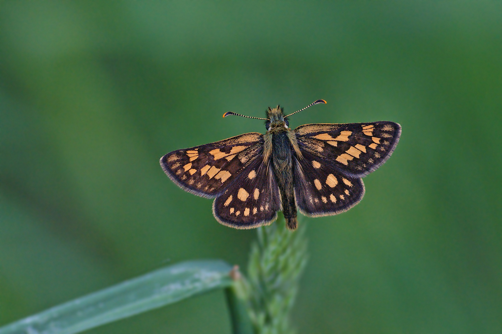 Gelbwürfeliger Dickkopffalter (Carterocephalus palaemon), Männchen