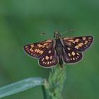 Gelbwürfeliger Dickkopffalter (Carterocephalus palaemon), Männchen