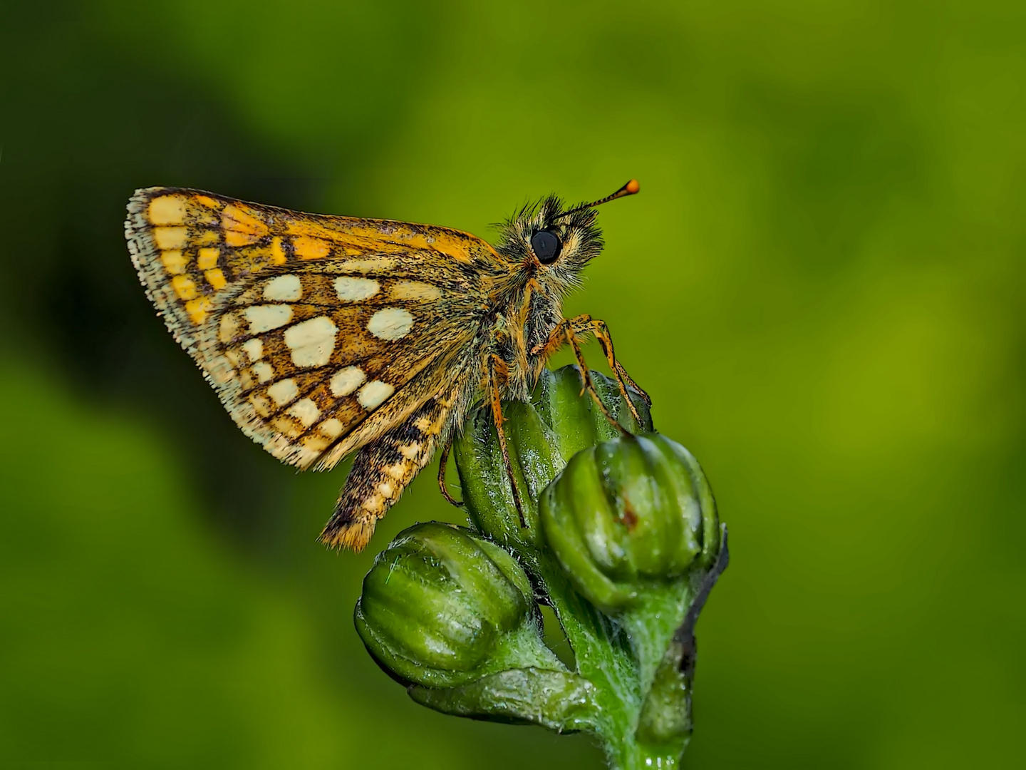 Gelbwürfeliger Dickkopffalter (Carterocephalus palaemon) mit geschlossenen Flügeln.