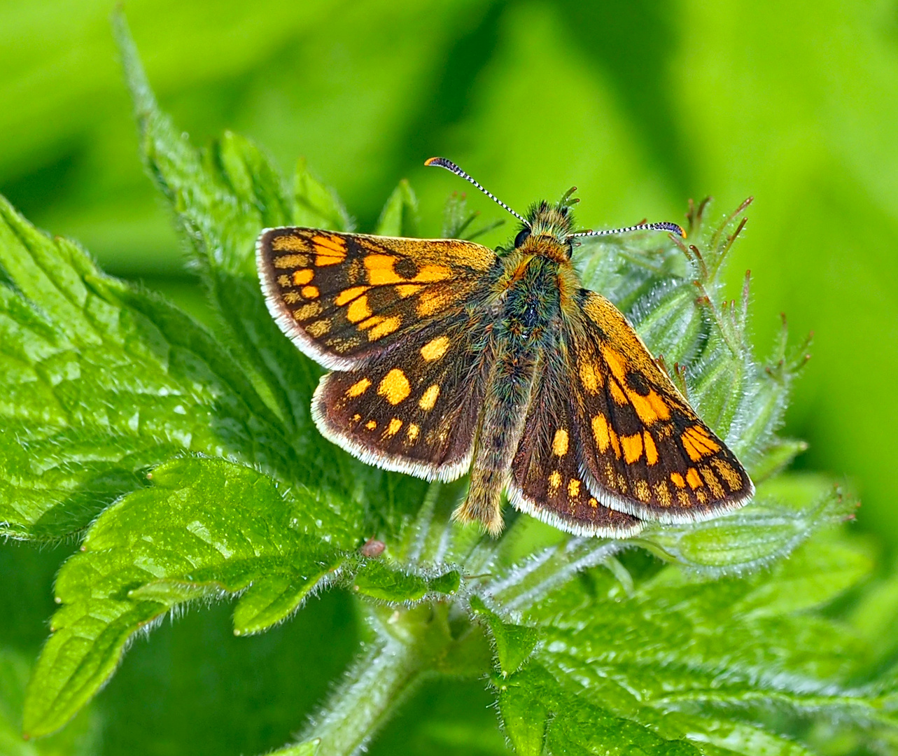 Gelbwürfeliger Dickkopffalter  (Carterocephalus palaemon)  -  Papillon de jour.