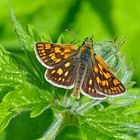 Gelbwürfeliger Dickkopffalter  (Carterocephalus palaemon)  -  Papillon de jour.