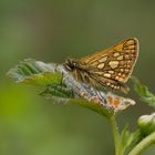  Gelbwürfeliger Dickkopffalter