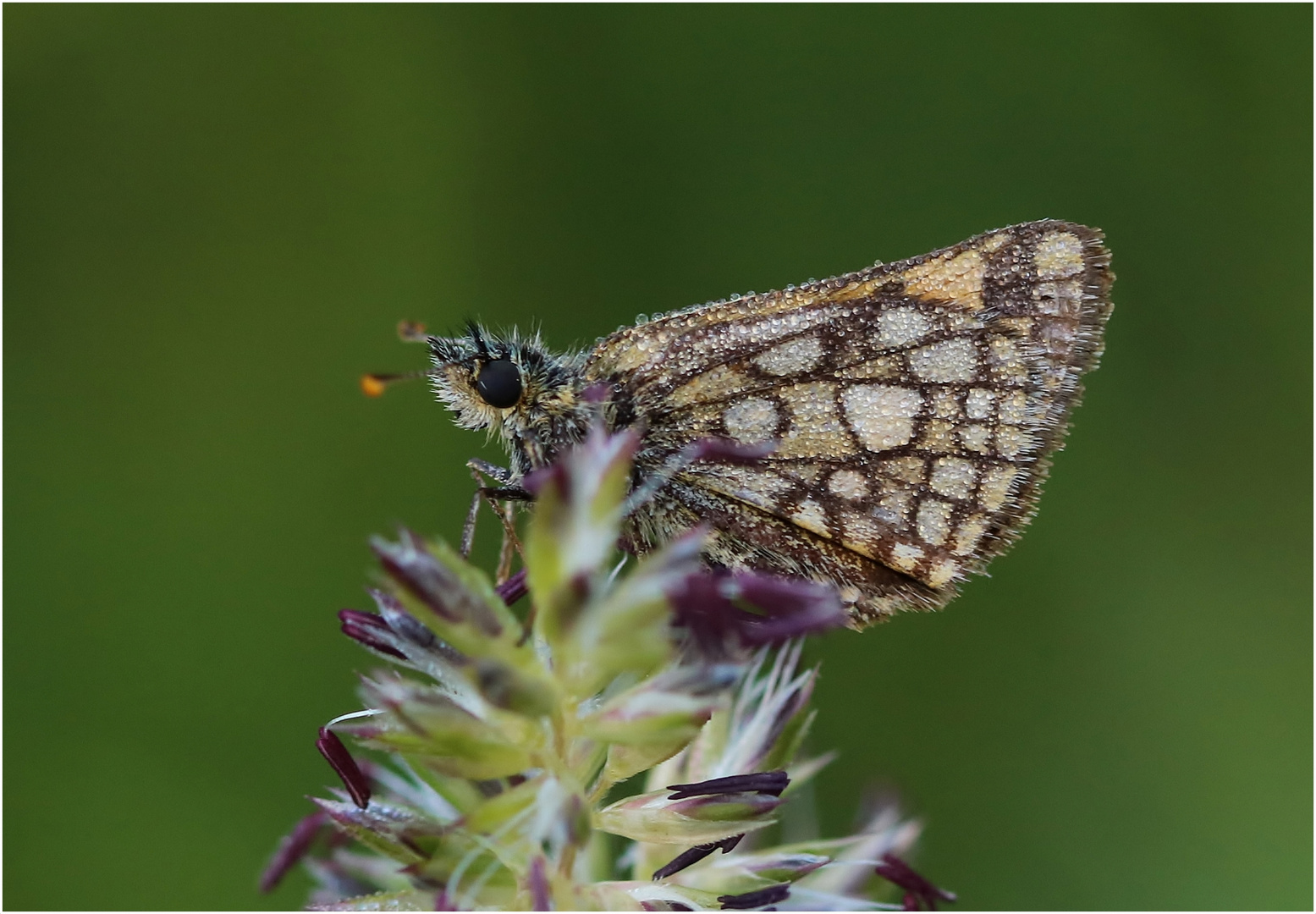 Gelbwürfeliger Dickkopffalter-Weibchen (Carterocephalus palaemon).