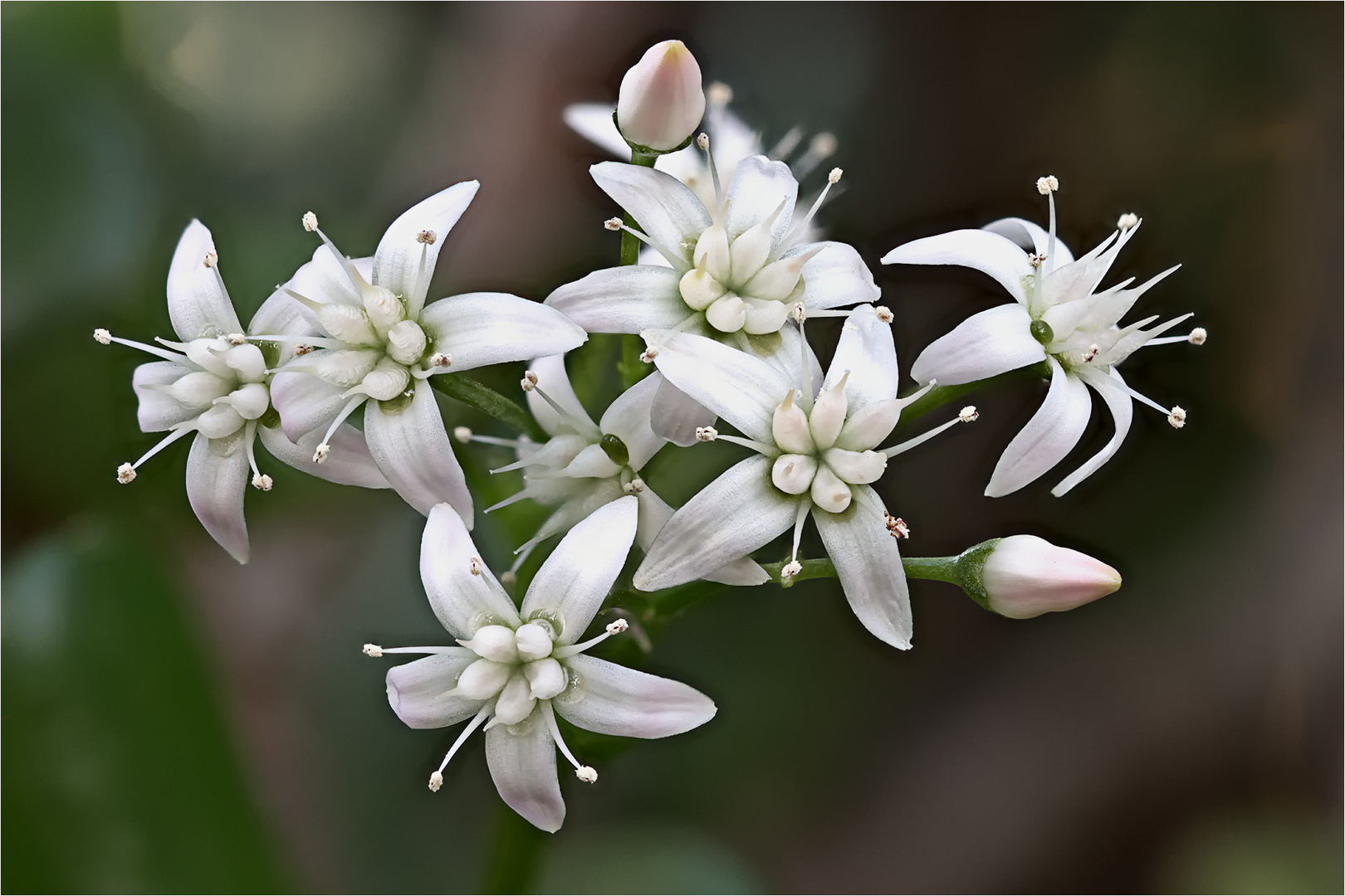 Geldbaum ( Crassula)