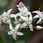 Geldbaum ( Crassula)