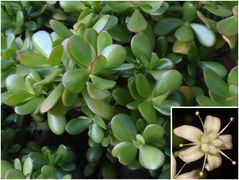 Geldbaum (Crassula ovata)