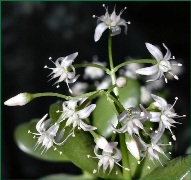 Geldbaum in Blüte