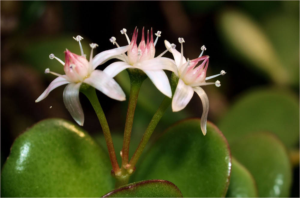 Geldbaum mit Blüten.... Foto & Bild pflanzen, pilze & flechten