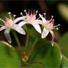 Geldbaum mit Blüten....