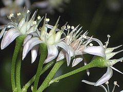 Geldbaumblüte (Crassula arborescens)