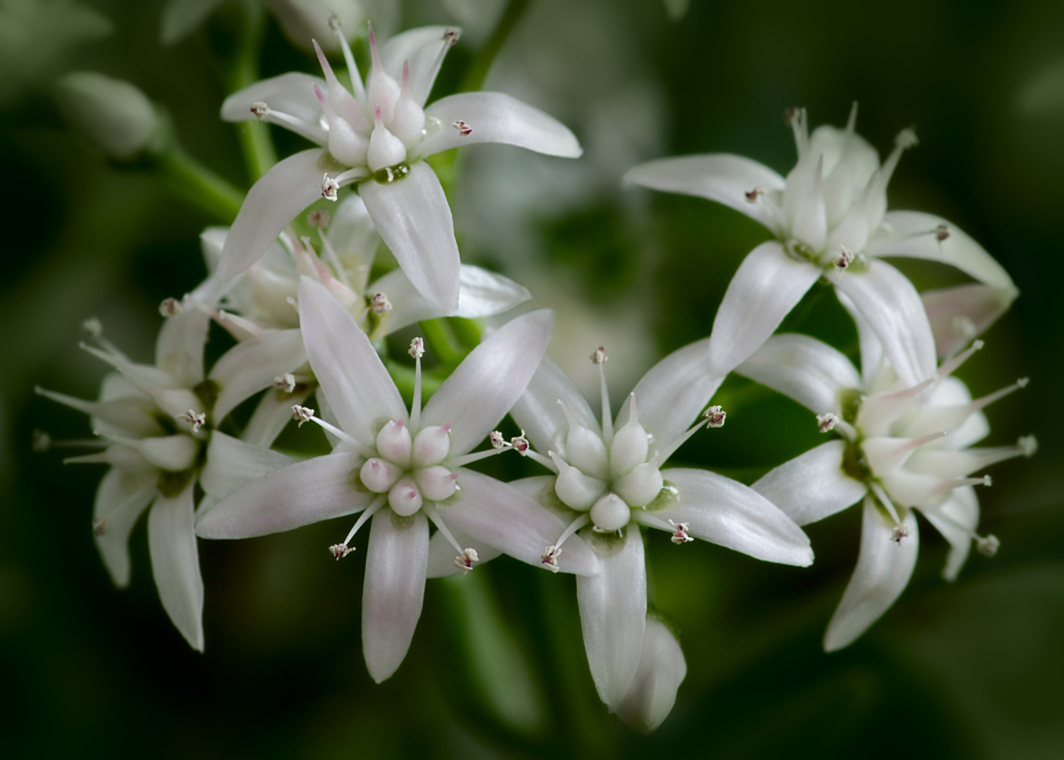 Geldbaumblüten