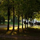 Gelderländer im im Schlosspark