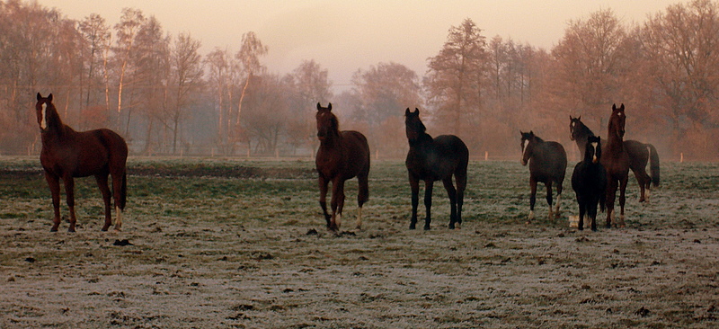 Gelding