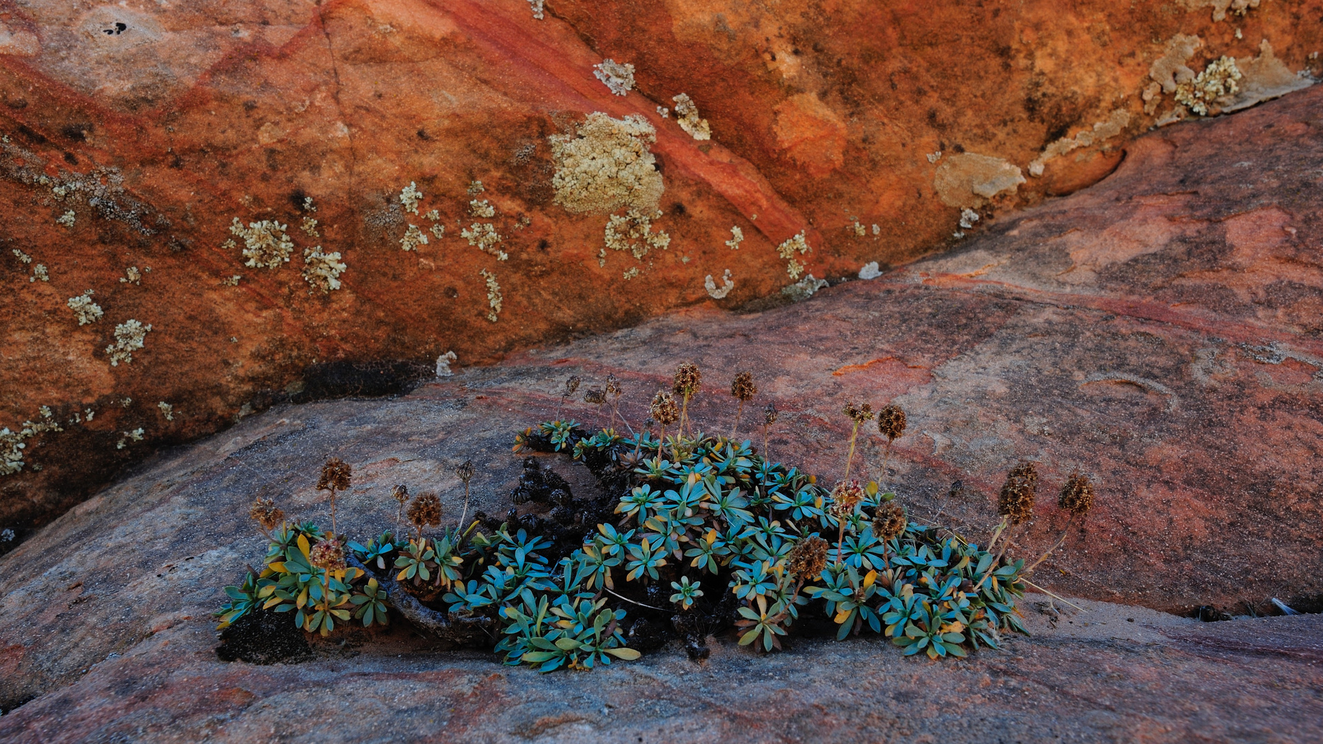 Gelebte Genügsamkeit, Yant Flat Utah