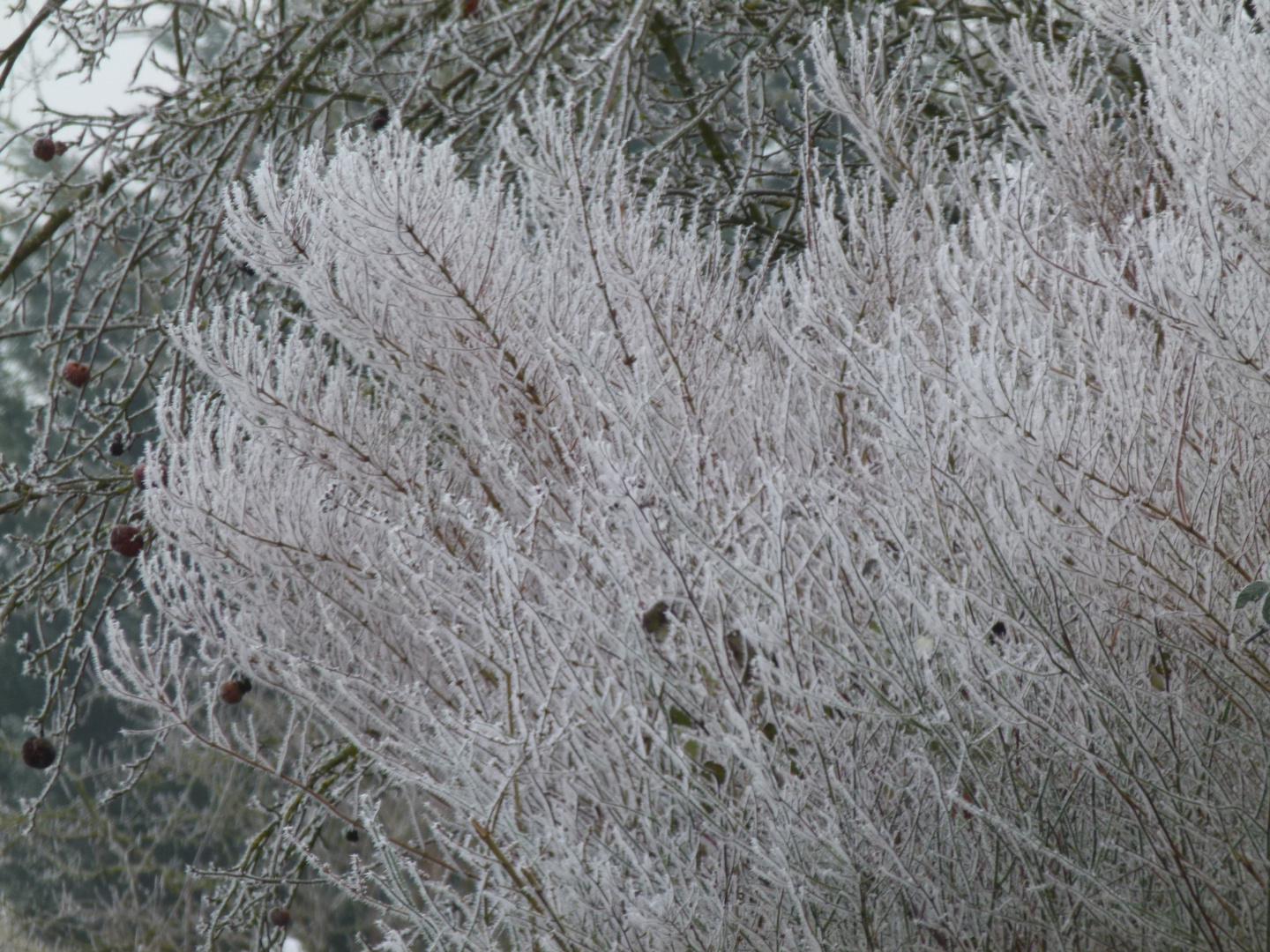 Gelée (-5°)