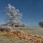 Gelée blanche