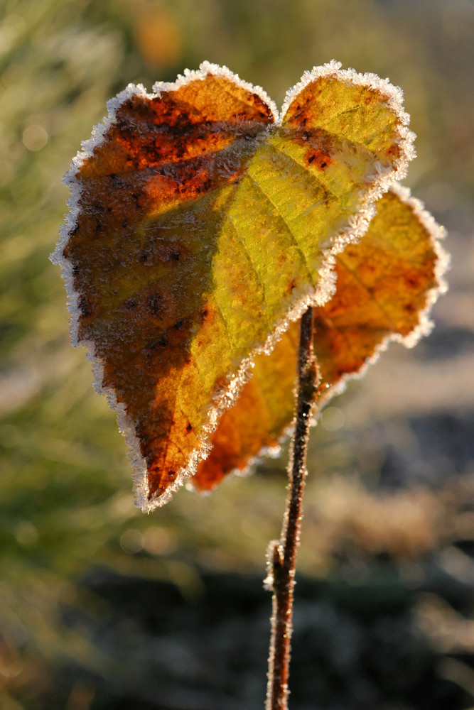 Gelée d'automne