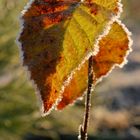 Gelée d'automne