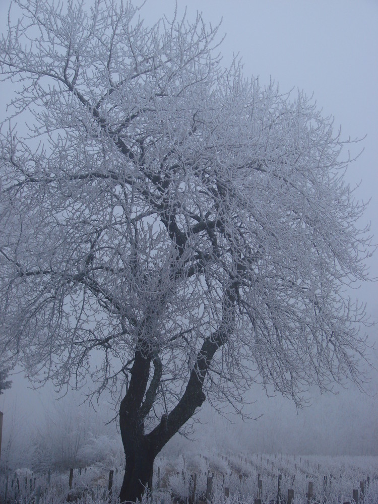 Gelée d'hiver (2)