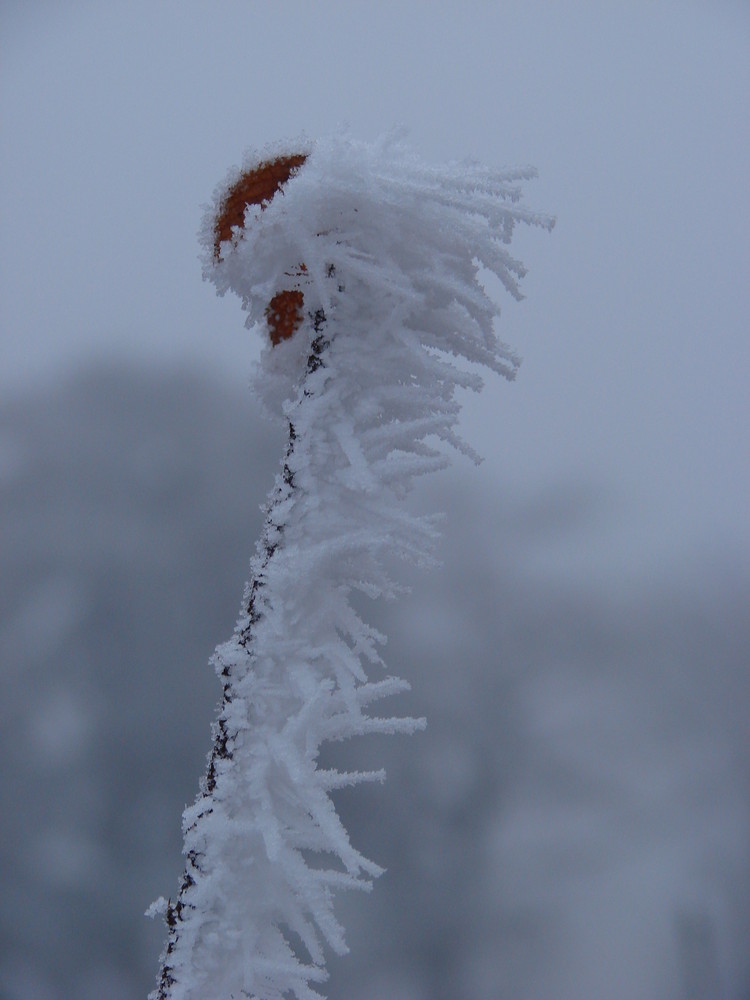 Gelée d'hiver