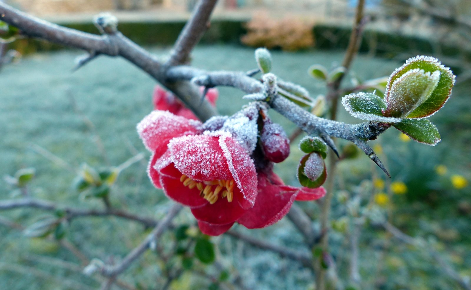 Gelée hivernale