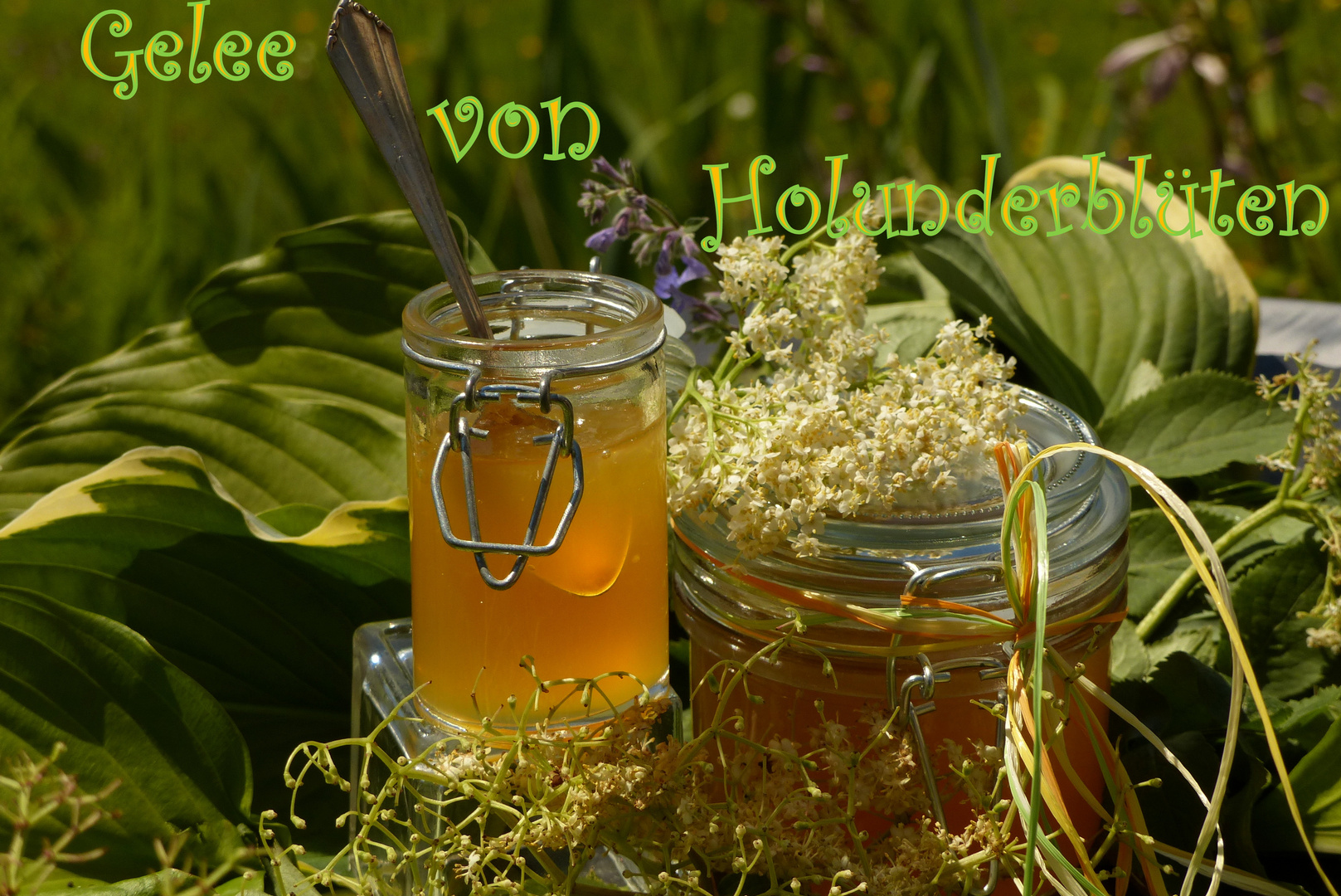 Gelee von Holunderblüten