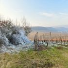 Gelées sur le vignoble Alsacien