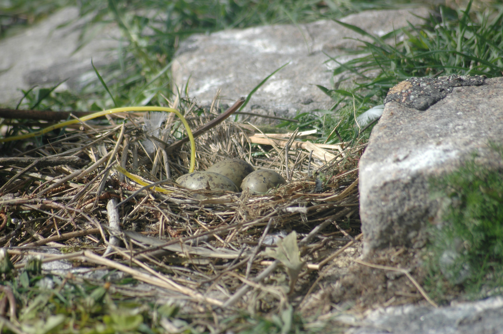 Gelege der Küstenseeschwalbe