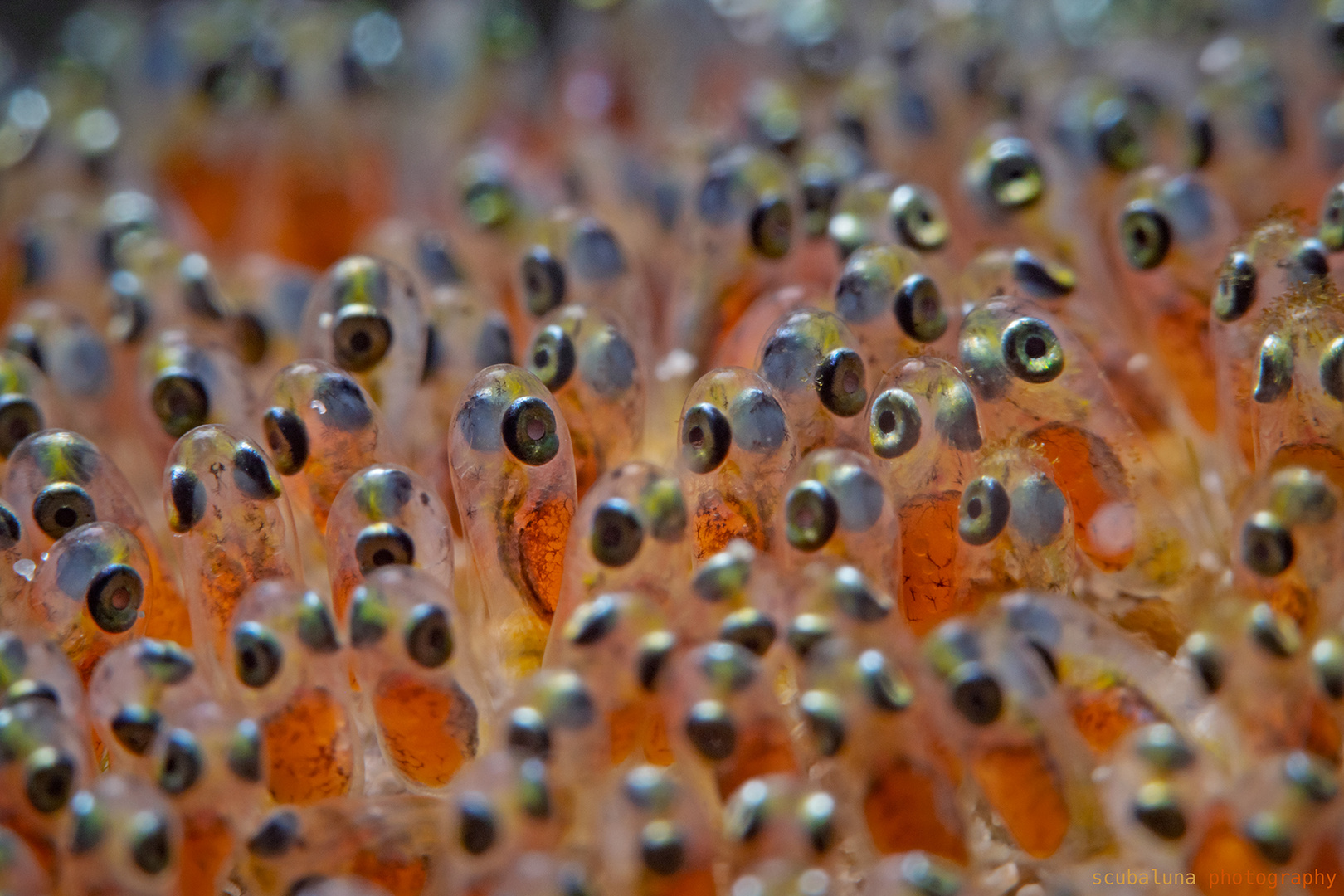 Gelege vom Anemonenfisch