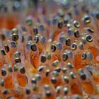 Gelege vom Anemonenfisch