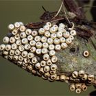 Gelege vom Kleinen Bürstenspinner