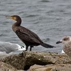 Gelegentlich entdeckt man auch hier am Watt den Kormoran...