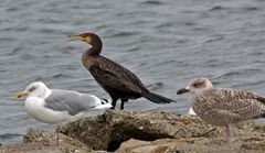 Gelegentlich entdeckt man auch hier am Watt den Kormoran...