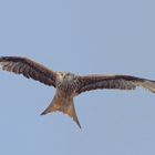 gelegentlicher Überflieger im Garten