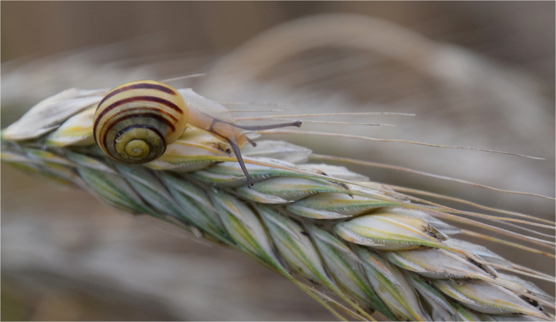 .. gelegte "Steinchen"..