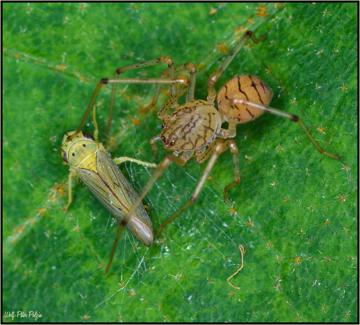 Geleimt: Speispinne pinnt Zikade auf ein Blatt (Costa Rica)