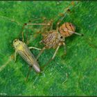 Geleimt: Speispinne pinnt Zikade auf ein Blatt (Costa Rica)