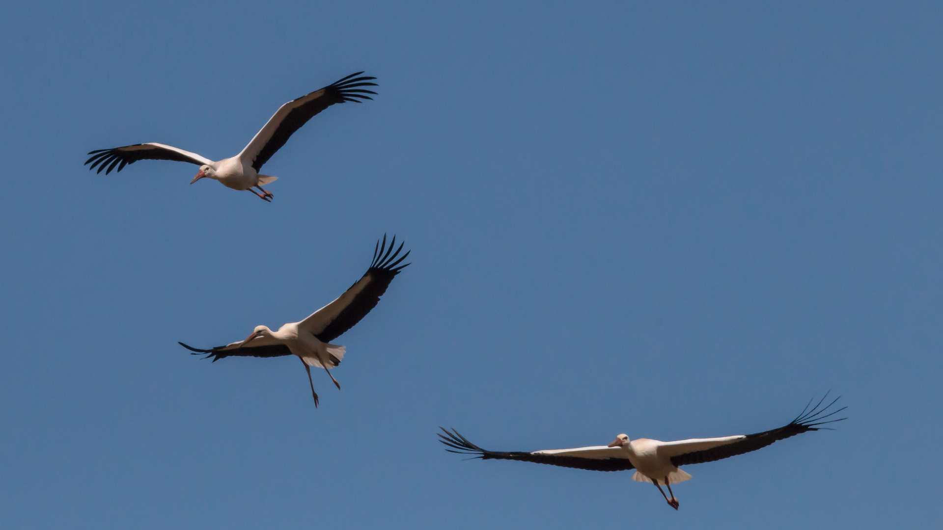 Geleitflug