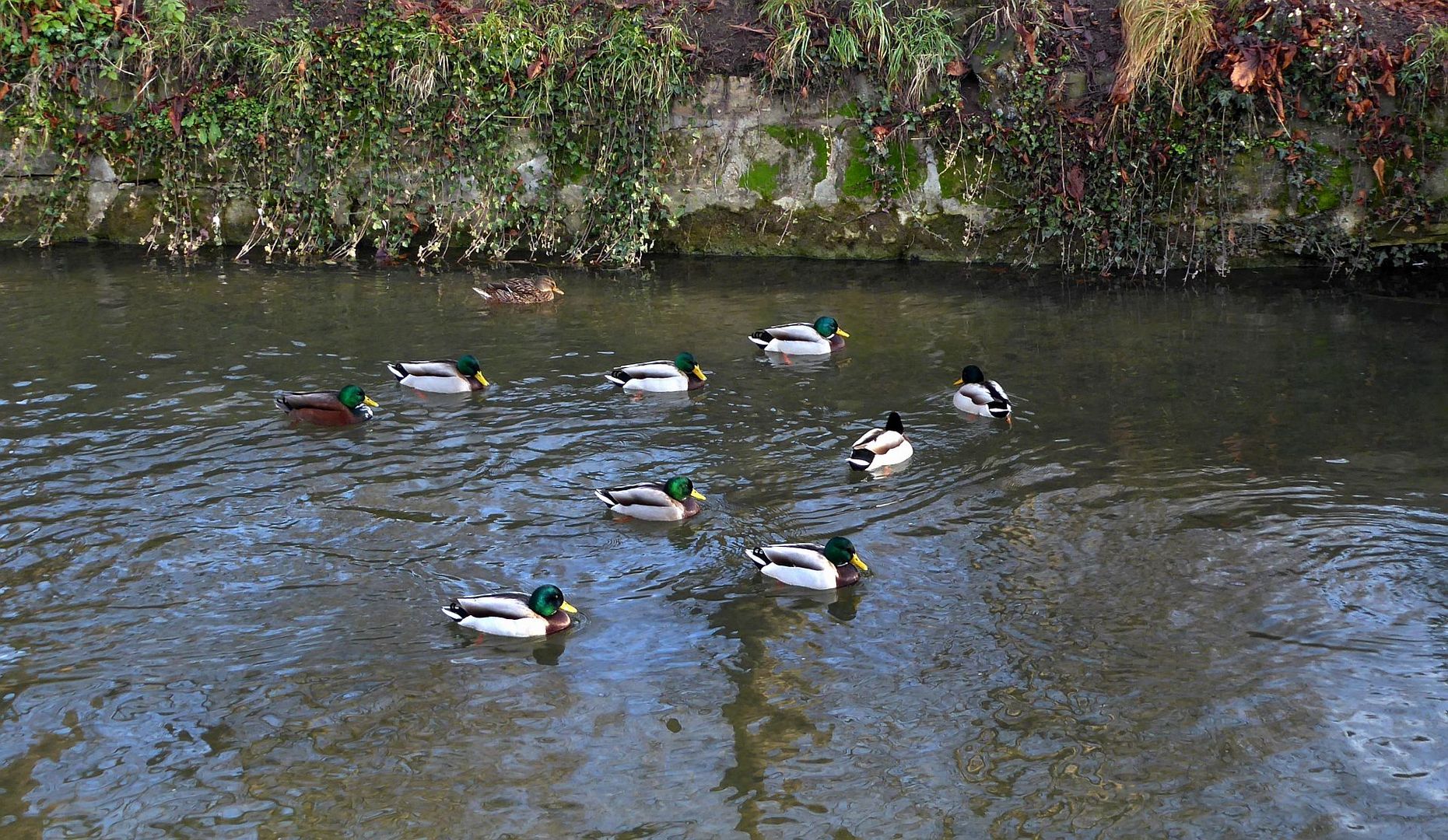 Geleitzug... Foto & Bild natur, kanal, wasservögel Bilder auf