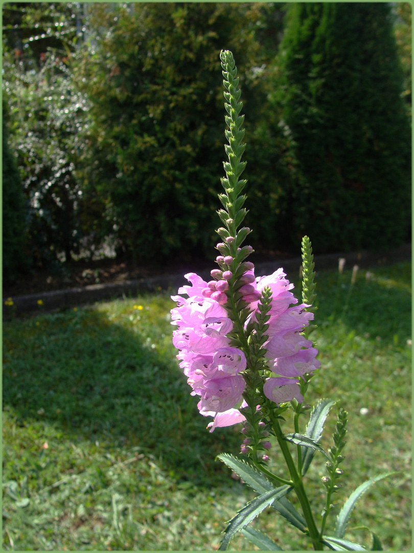 Gelenkblume für Mittwoch