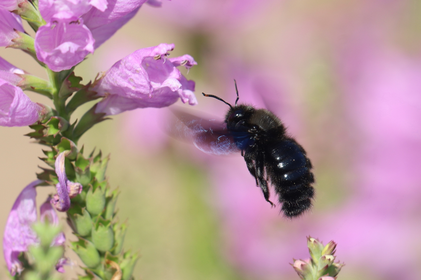 Gelenkblume (Physostegia) mit Holzbiene