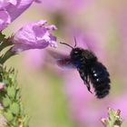 Gelenkblume (Physostegia) mit Holzbiene