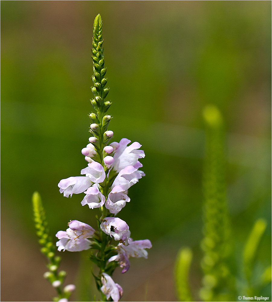 Gelenkblume (Physostegia virginiana).