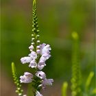 Gelenkblume (Physostegia virginiana).