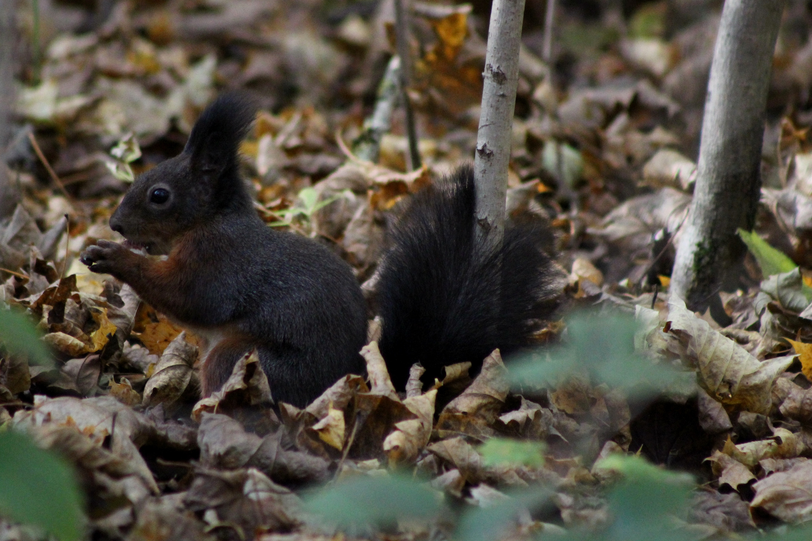 Geliebte Eichhörnchen