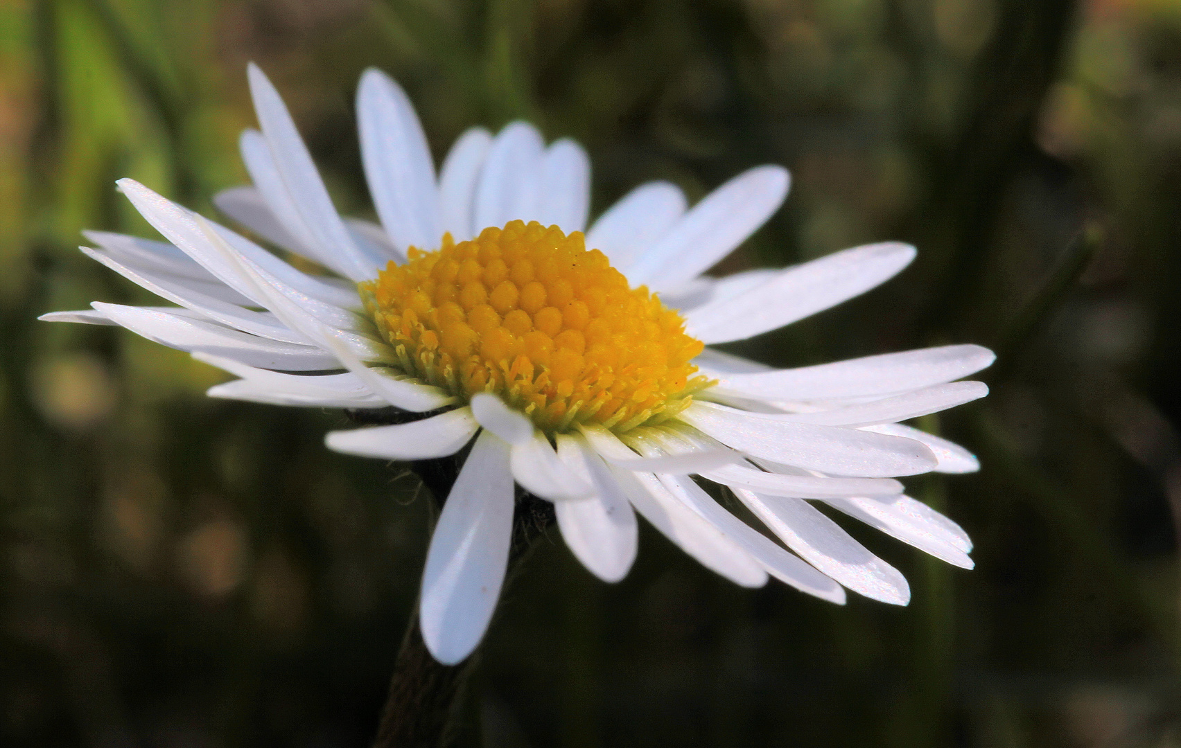 Geliebte Gänseblümchen